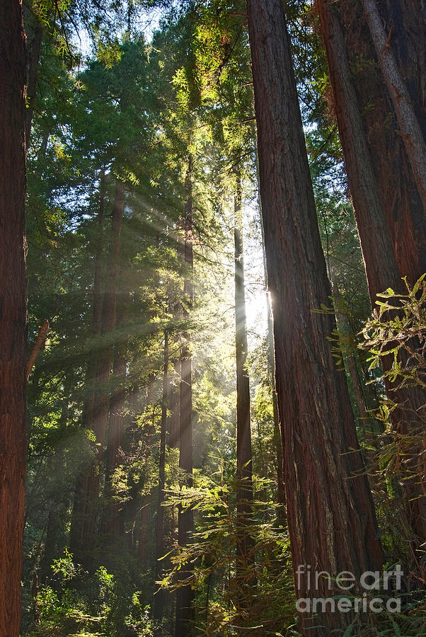 Tree Photograph - Redwood Forest of Muir Woods National Monument in San Francisco. #2 by Jamie Pham
