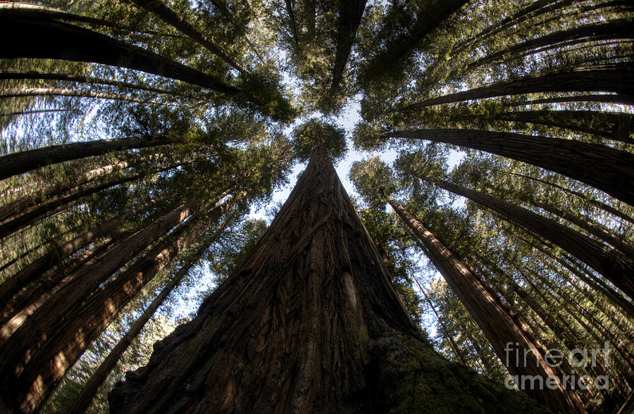Redwood Grove #2 Photograph by Bob Christopher