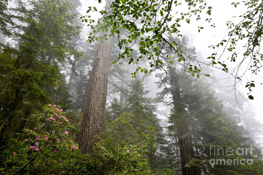 Redwood National Park, California #2 Photograph by Gregory G. Dimijian, M.D.