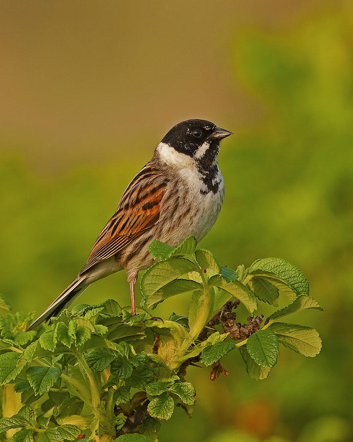 Reed Bunting #2 Photograph by Paul Scoullar