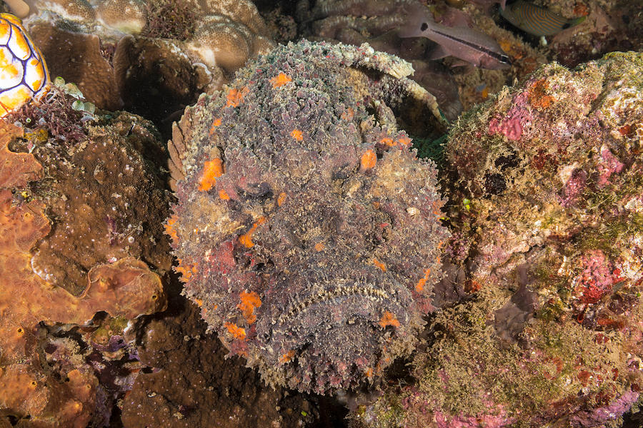 Reef Stonefish #2 Photograph by Andrew J. Martinez