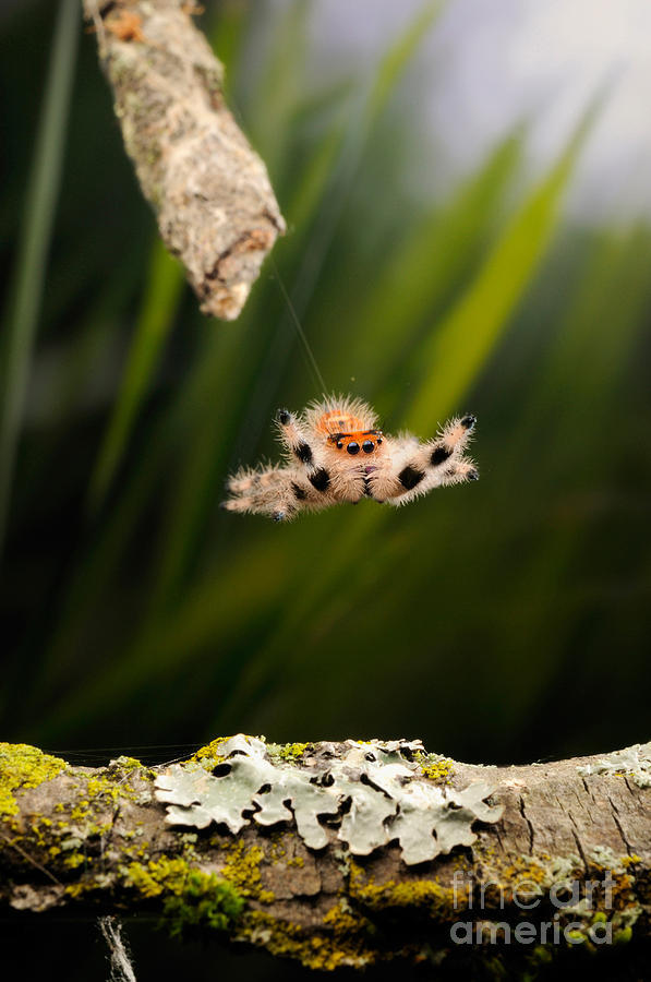 Regal Jumping Spider Jumping #1 Photograph by Scott Linstead