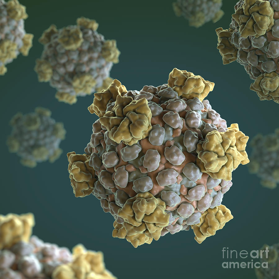 Reovirus Core #2 Photograph by Science Picture Co