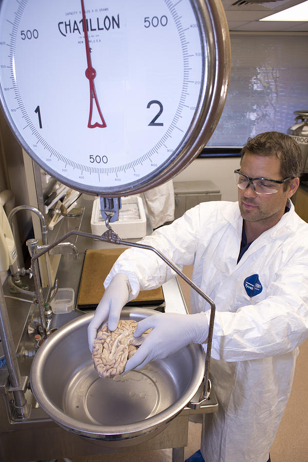 Researcher Weighing Brain Section #2 Photograph by Science Stock Photography