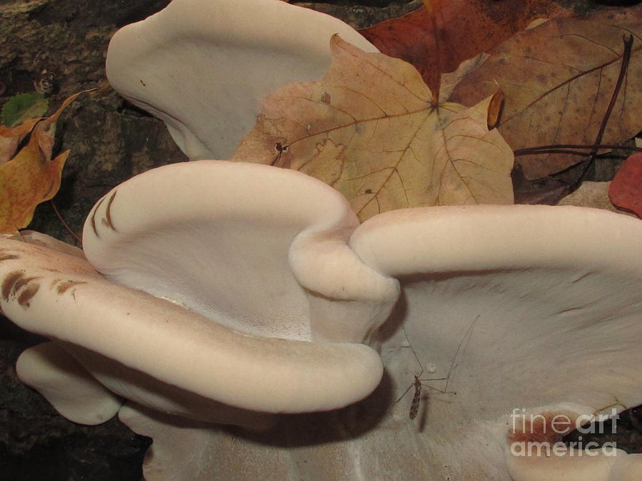 Mushroom Photograph - Resinous Polypore #2 by Timothy Myles