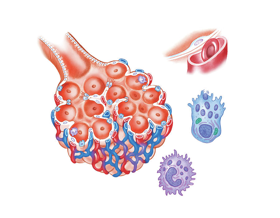 Respiratory Function #2 by Asklepios Medical Atlas