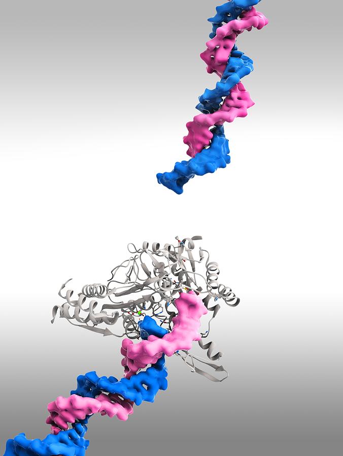 Restriction Enzyme Cutting Dna Photograph By Science Photo Library Fine Art America 2265