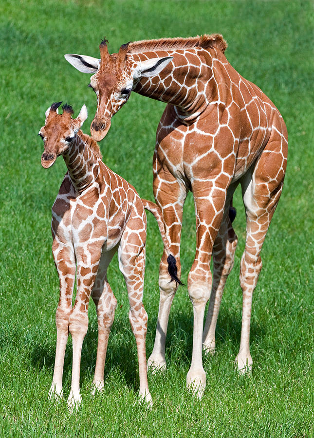 Reticulated Giraffe Juvenile & Calf #2 Photograph by Millard H. Sharp