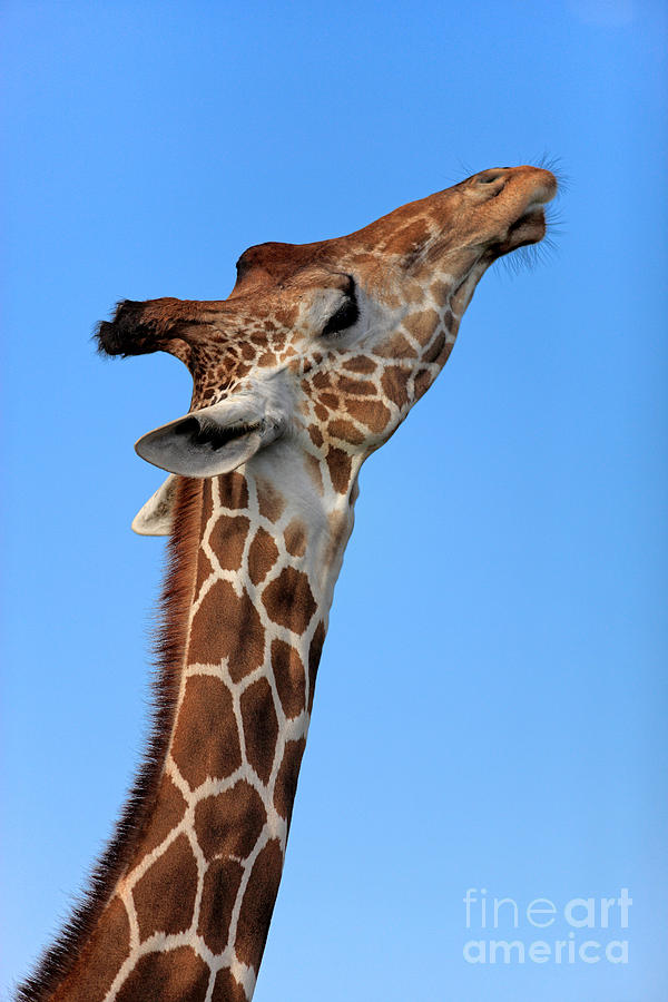 Reticulated Giraffe #2 Photograph by Sohns/Okapia
