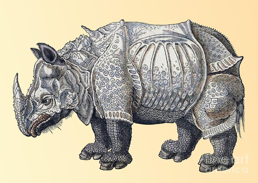 Rhinoceros, Historiae Animalium, 16th #2 Photograph by Science Source
