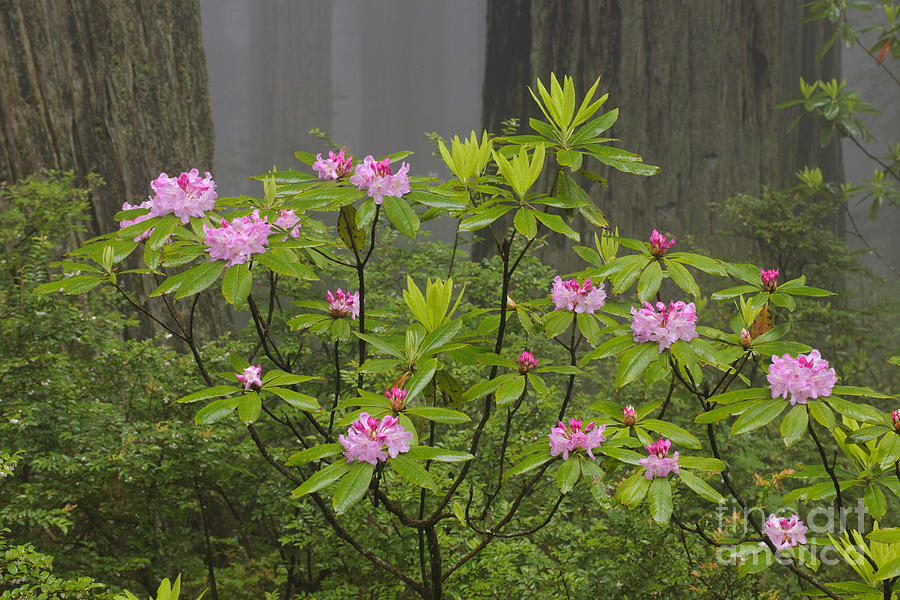 Rhododendron In Del Norte State Park, Ca #2 Photograph by John Shaw