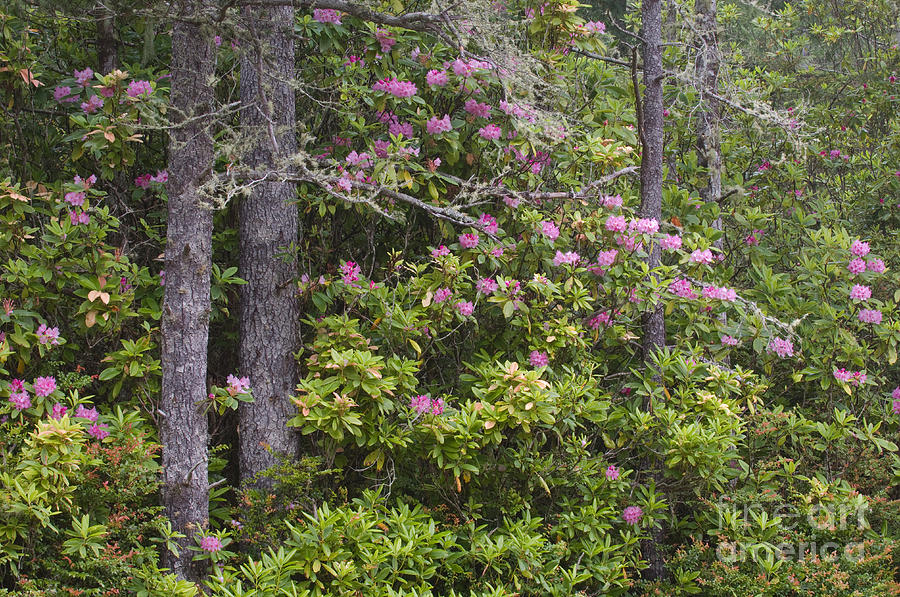 Rhododendron #2 Photograph by John Shaw