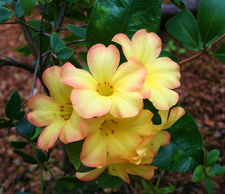 Rhododendron 'toff' Photograph by Karen Silvestri - Fine Art America