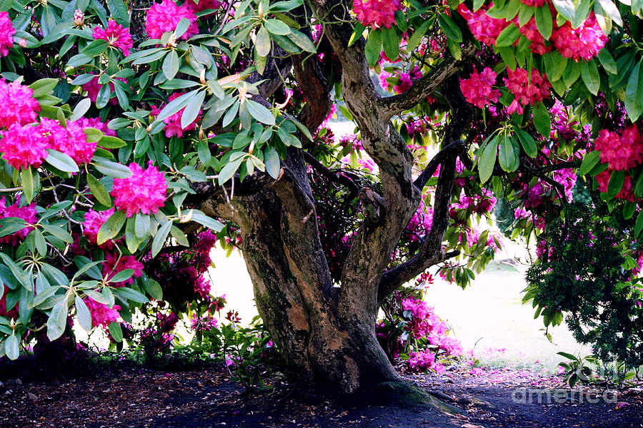 Rhododendrons  #2 Photograph by Merice Ewart