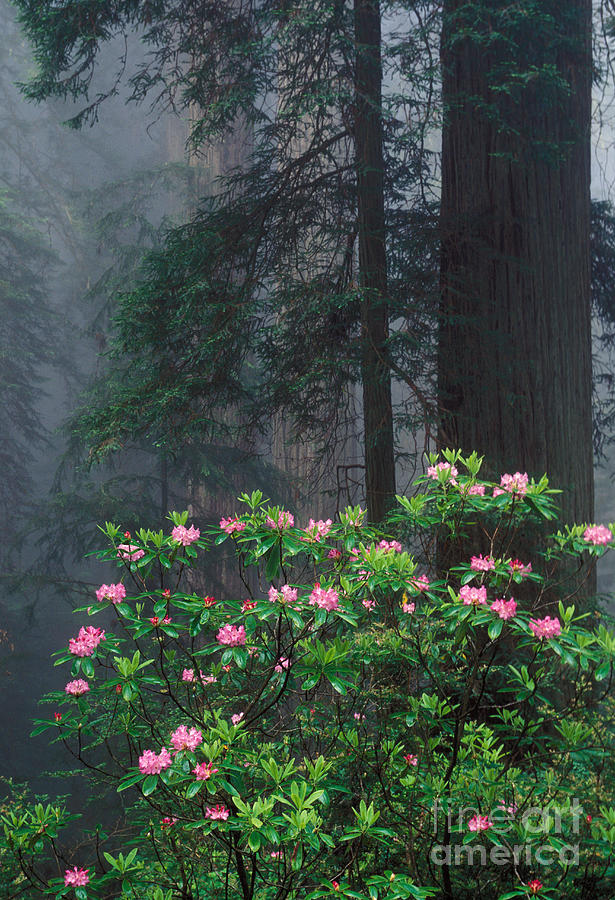 Rhododendrons #2 Photograph by Ron Sanford