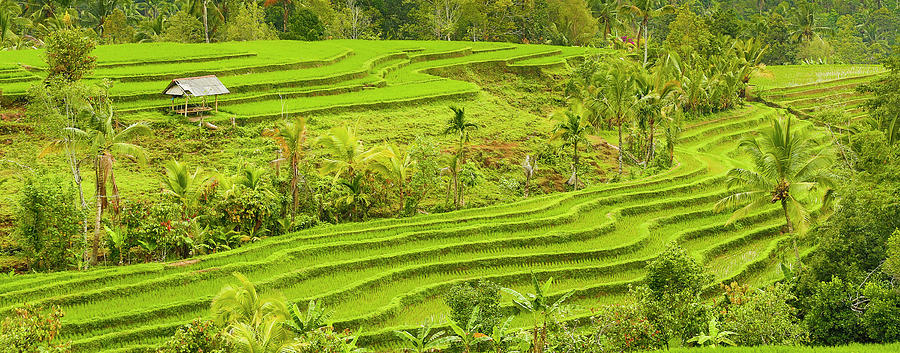 Rice Field, Bali, Indonesia #2 Photograph by Bob Pool
