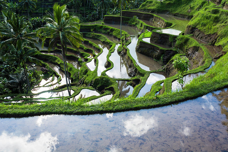 Rice Terraces In Central Bali Indonesia #2 Photograph by Gavriel Jecan
