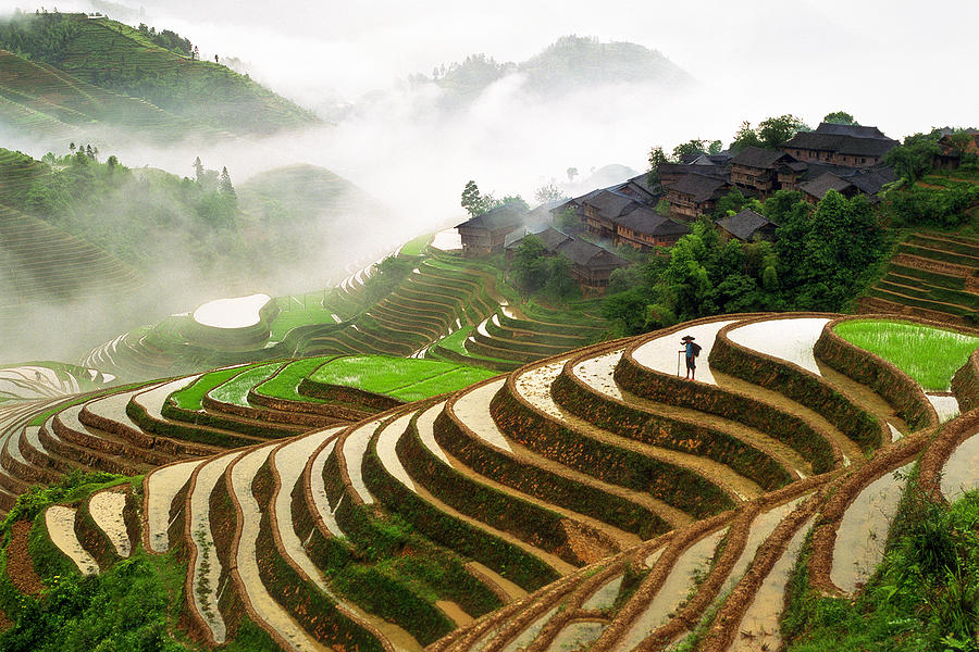 Nature Photograph - Rice Terraces #3 by King Wu