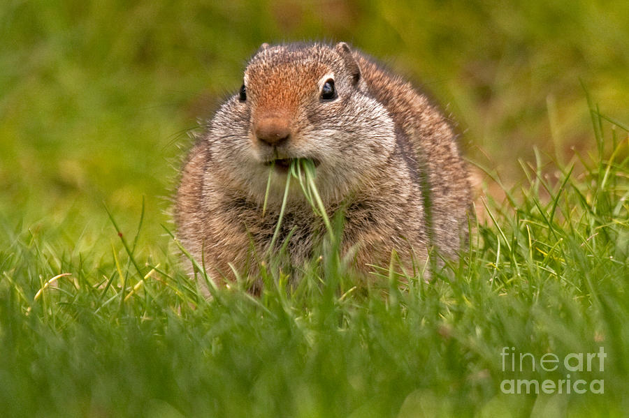 Richardson Ground Squirrel #2 Photograph by Fred Stearns