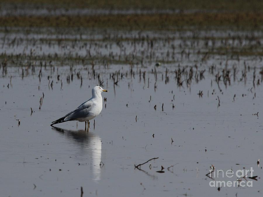 Ring-billed Gull #2 Photograph by Jack R Brock