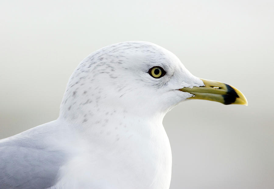 Ring Billed Gull #2 Photograph by John Devries/science Photo Library