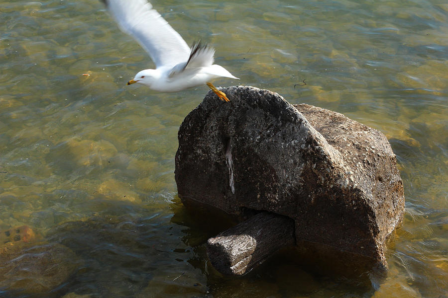 Ring Billed Gull #2 Photograph by Scott Hovind