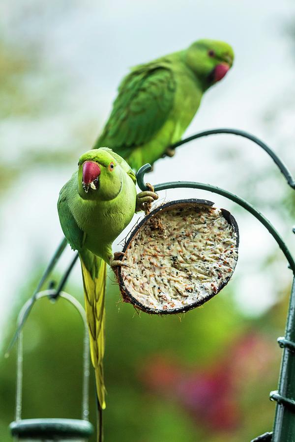 Ring-necked Parakeets On A Bird Feeder #2 Photograph by Georgette Douwma/science Photo Library