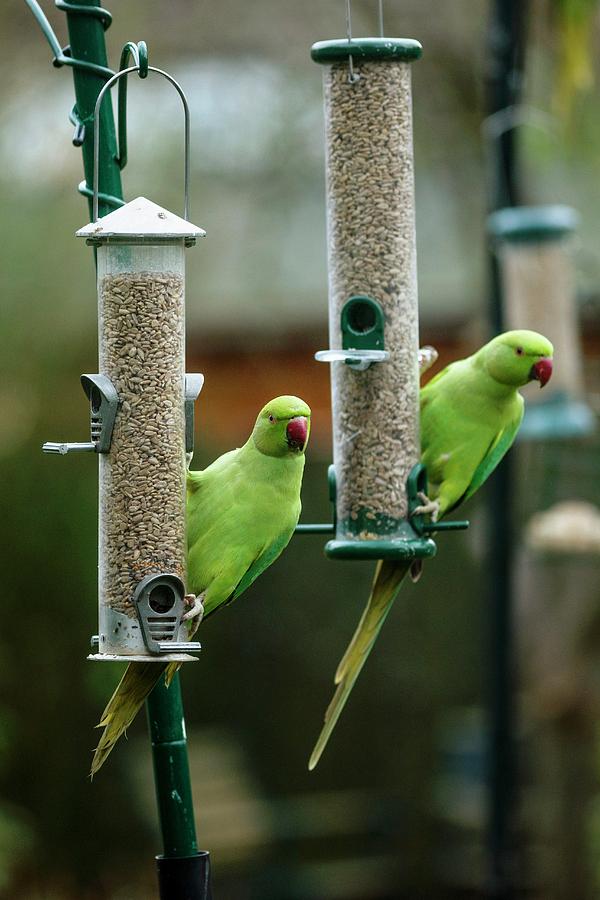 Ring-necked Parakeets On Bird Feeders #2 Photograph by Georgette Douwma/science Photo Library