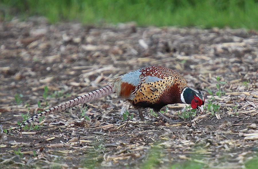 Ring-Necked Pheasant  #2 Photograph by John Dart