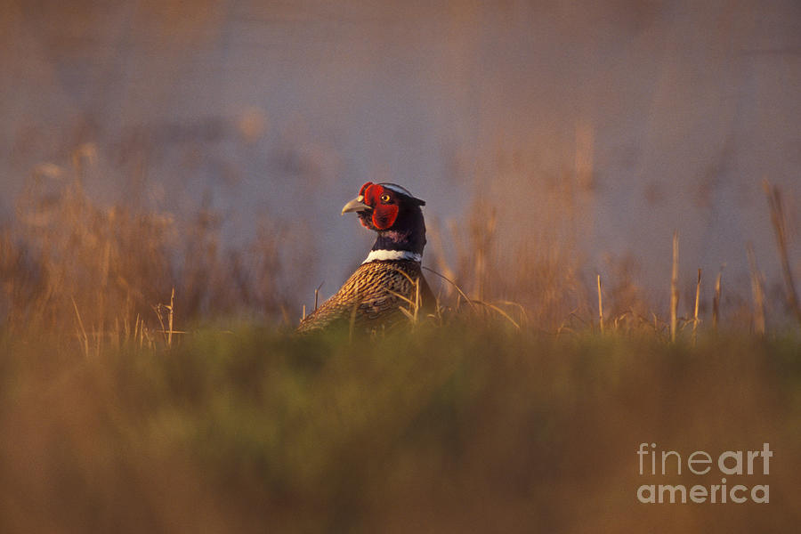 Ring-necked Pheasant #2 Photograph by Ron Sanford