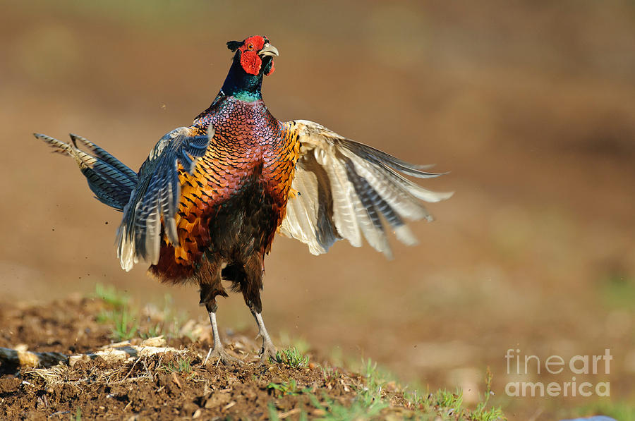 Pheasant Photograph - Ring-necked Pheasant #2 by Willi Rolfes