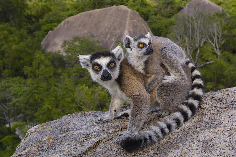 Ring-tailed Lemur And Young Madagascar #2 Photograph by Pete Oxford