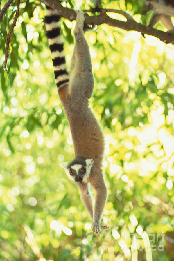 Ring-tailed Lemur #2 Photograph by Art Wolfe