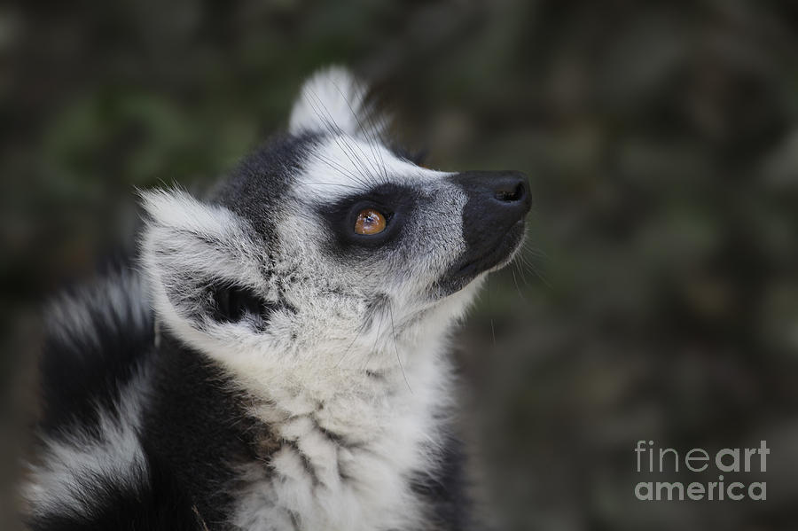 Wildlife Photograph - Ring-tailed Lemur #4 by Liz Leyden