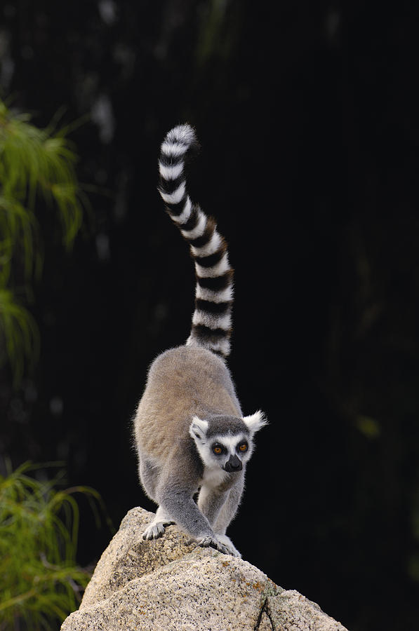Ring-tailed Lemur Madagascar #2 Photograph by Pete Oxford