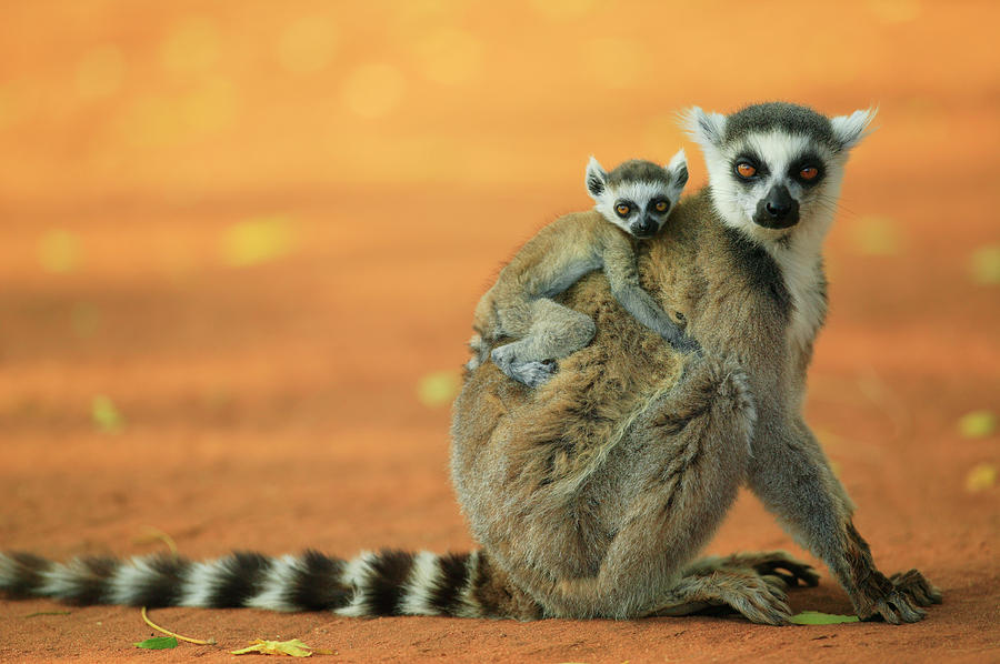 Ring-tailed Lemur Mother and Baby Photograph by Cyril Ruoso