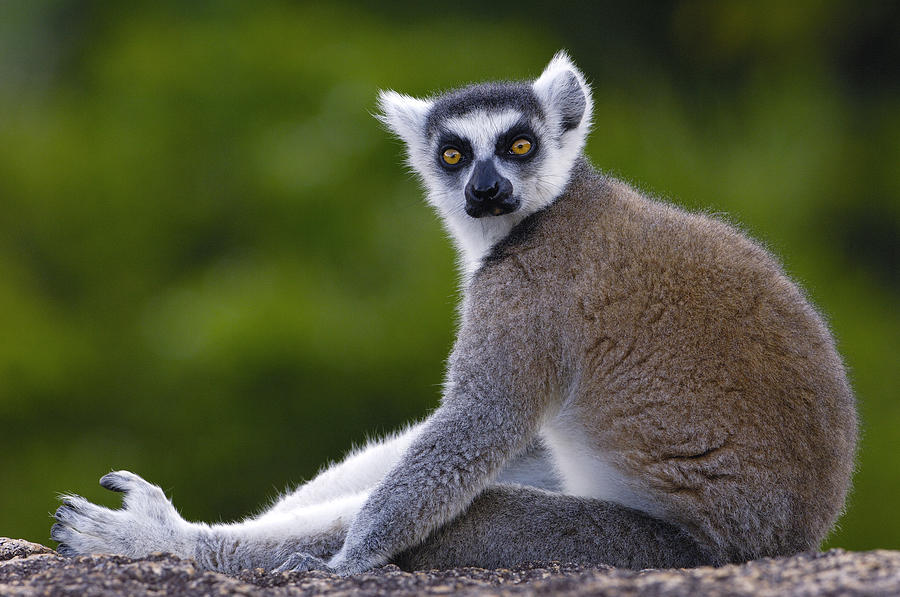Ring-tailed Lemur Portrait Madagascar #2 Photograph by Pete Oxford