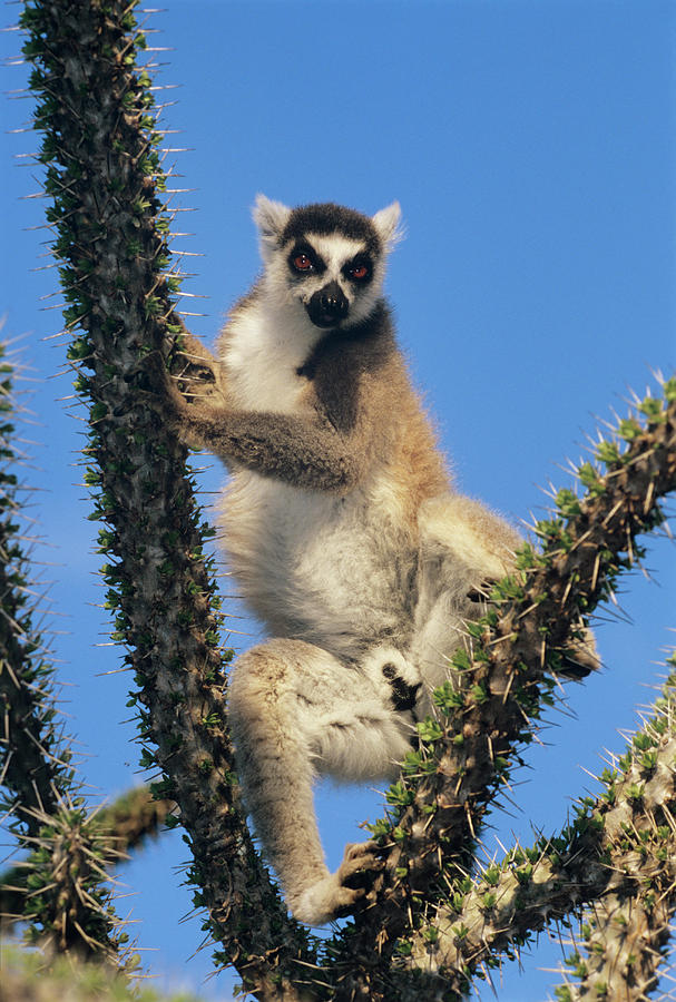 Wildlife Photograph - Ring-tailed Lemur #2 by Tony Camacho/science Photo Library