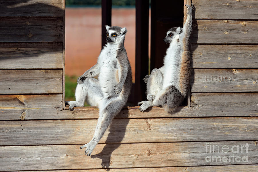 Ring Tailed Lemurs #1 Photograph by George Atsametakis
