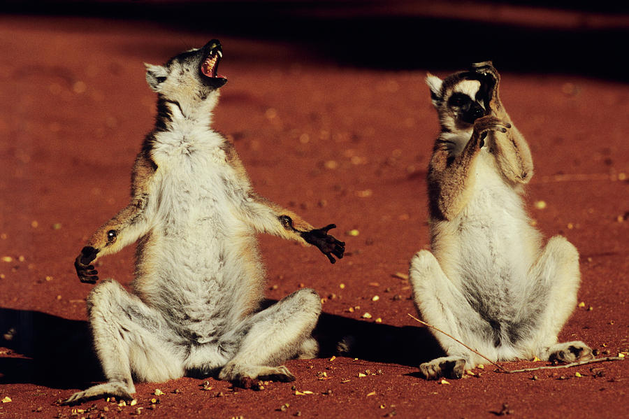 Wildlife Photograph - Ring-tailed Lemurs #2 by Tony Camacho/science Photo Library
