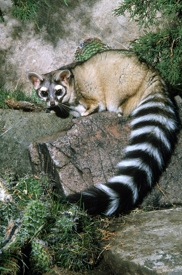 Ringtail Cat Photograph by Phil A Dotson