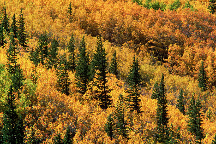 Rio Grande National Forest, Co Usa Photograph by Peter Essick - Fine ...