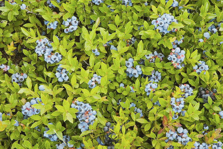 Ripe Maine Low Bush Wild Blueberries #2 Photograph by Keith Webber Jr