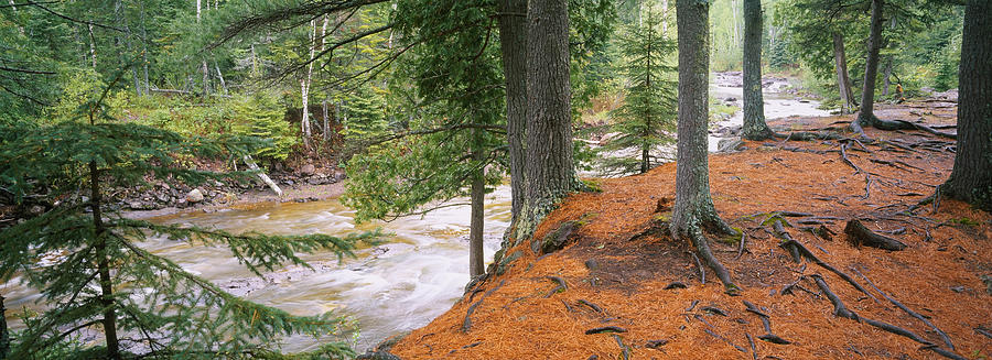Nature Photograph - River Flowing Through A Forest #2 by Panoramic Images