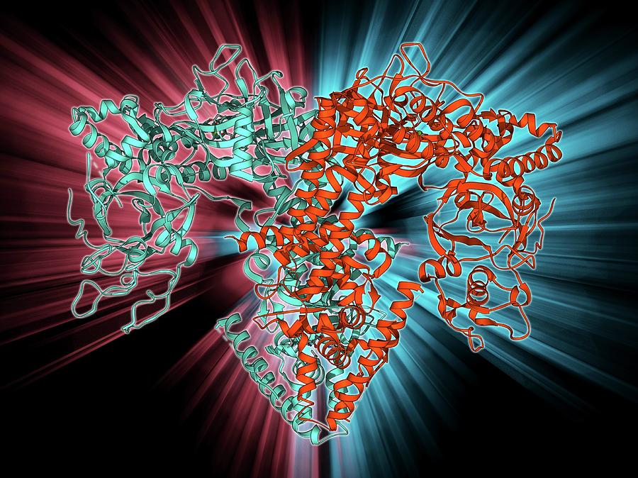 Alpha Helix Photograph - Rna-dependent Rna Polymerase Molecule #2 by Laguna Design