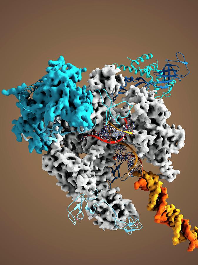 Rna Polymerase II Molecule Photograph by Ramon Andrade 3dciencia/science Photo Library