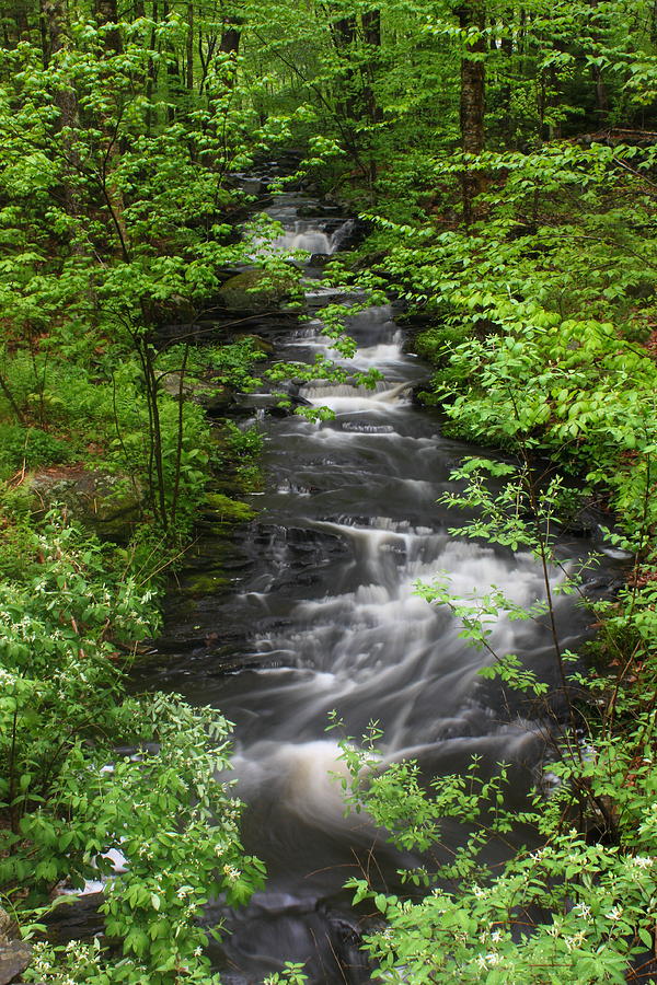Stream Photograph - Roaring Brook in Spring #2 by John Burk