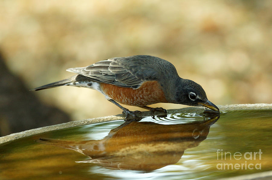Robin drinking Photograph by Lori Tordsen Fine Art America