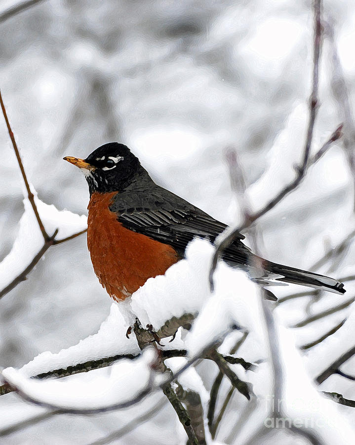 Robin in Snow #2 Photograph by Lila Fisher-Wenzel