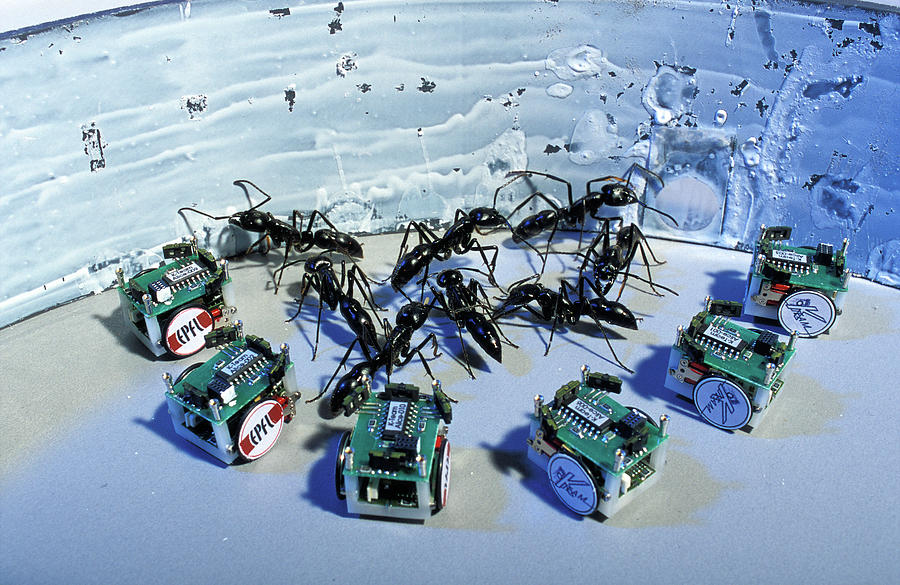 Robotic Ants #2 Photograph by Pascal Goetgheluck/science Photo Library